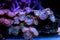 Zoanthus colony polyps coral in reef saltwater aquarium tank
