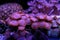 Zoanthus colony polyps coral in reef saltwater aquarium tank