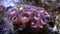 Zoanthus polyps in coral reef aquarium tank