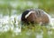 Zomertaling, Garganey, Anas guerguedula