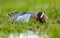 Zomertaling, Garganey, Anas guerguedula