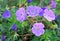 Zonal geranium