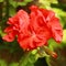 Zonal geranium in summer with red and red colors