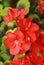 Zonal geranium in summer with red and red colors