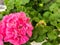 Zonal Geraniums pink full bloom flowers