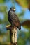 Zone-tailed Hawk, Buteo albonotatua, birds of prey sitting on the electricity pole, forest habitat in the background, Dominical, C