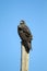 Zone-tailed Hawk, Buteo Albonotatus