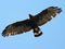 Zone-tailed Hawk in Flight