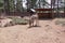 Zonkey with ears perked up at Grand Canyon Deer Farm petting zoo