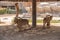 Zoo in Al Ain, United Arab Emirates. Nubian Ibexes detail.