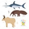 Zoo alphabet with funny cartoon animals. X, y, z letters. Xiphias, yurumi, zebu