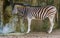 Zoo animal feeding, zuzuland zebra eating hay, tropical horse specie from Africa