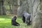 Zoo animals. Gorillas