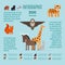 Zoo animals vector infographic