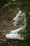 Zoo animals, the white tiger.  This large mammal is found at the Rome Biopark