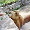 Zoo Camel Eating Lettuce