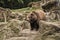 Zoo concept. Animal wild life. Adult brown bear in natural environment. Animal rights. Friendly brown bear walking in