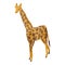 Zoo giraffe icon, isometric style