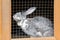 In the zoo a gray fluffy rabbit is sitting in a cage