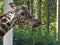 A zoo in Guangzhou, a giraffe chewing grass