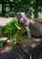 Zoo iguana feeding on leaves