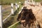 Zoo Lamb asian Sheep in farm Eye head closeup animal