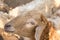 Zoo Lamb asian Sheep in farm Eye head closeup animal
