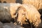 Zoo Lamb asian Sheep in farm Eye head closeup animal