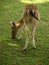 Zoo Park Poppi Italy : fawn