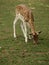 Zoo Park Poppi Italy : fawn