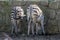 Zoo scene. Two zebras at lunch.