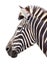 Zoo single burchell zebra