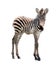 Zoo single burchell zebra