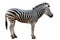 Zoo single burchell zebra isolated