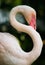 Zoo single white flamingo