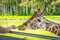 Zoo visitors feeding a giraffe from raised platform