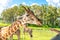 Zoo visitors feeding a giraffe from raised platform