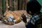 Zoo visitors watching a tiger