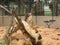 Zoo. Wildlife. Small Mongoose standing upright on dead tree branches in a sand enclosure