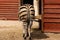 Zoo zebra - beautiful striped horse interesting to watch