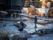 Zookeeper feeding african fur seals in the zoo.