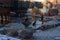 Zookeeper feeding african fur seals in the zoo.