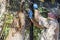 Zookeeper feeding the Florida panther