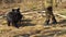 Zookeeper plays with two cute himalayan black bear cubs. Safari Park, Russia