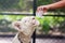 Zookeeper`s hand feeding white lion with milk from the baby bottle.