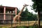 In the zoological park a giraffe is eating grass and green leaves from the tree trunks in his own mind with joy
