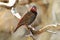 Zoology, Australian birds