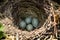 Zoology, Blackbird Nest with Eggs