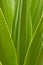 Zoom in Aloe Vera leafs