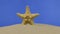 Zoom of beautiful starfish lying on the sand. Isolated